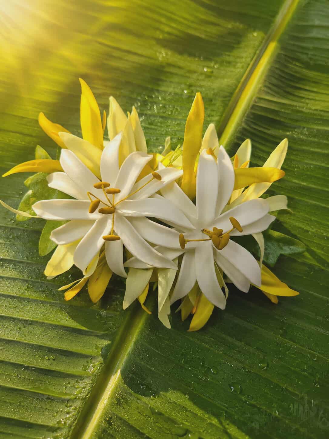 Island Sunrise Hari Flower Hair Clip