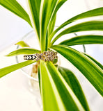 Tri-CZ Plumeria tribal Gorgeous Ring